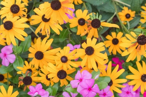 Wild Flowers Outdoor Wedding Ceremony Garden